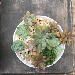 Succulents Arrangement 