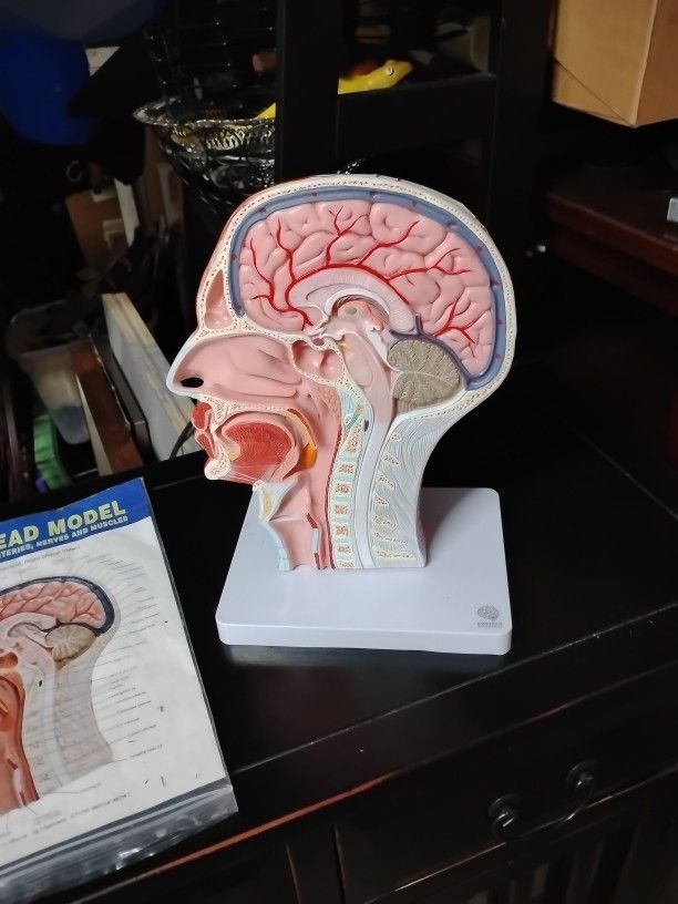 Great For Med Students Model Head