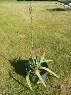 Yucca plants