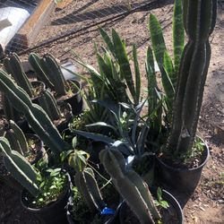 Cactus