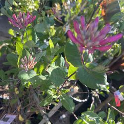 plantas enredadera y camelinas o bugambilias en vallejo 45 dls 