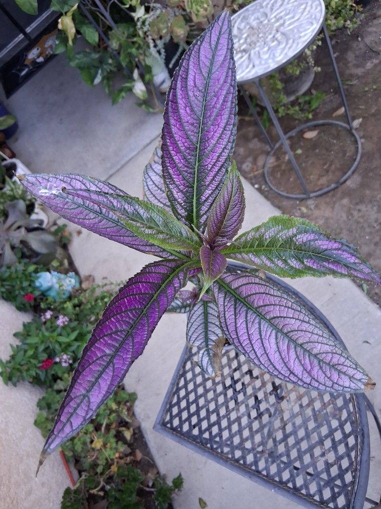 Purple Persian Shield Plant $25
