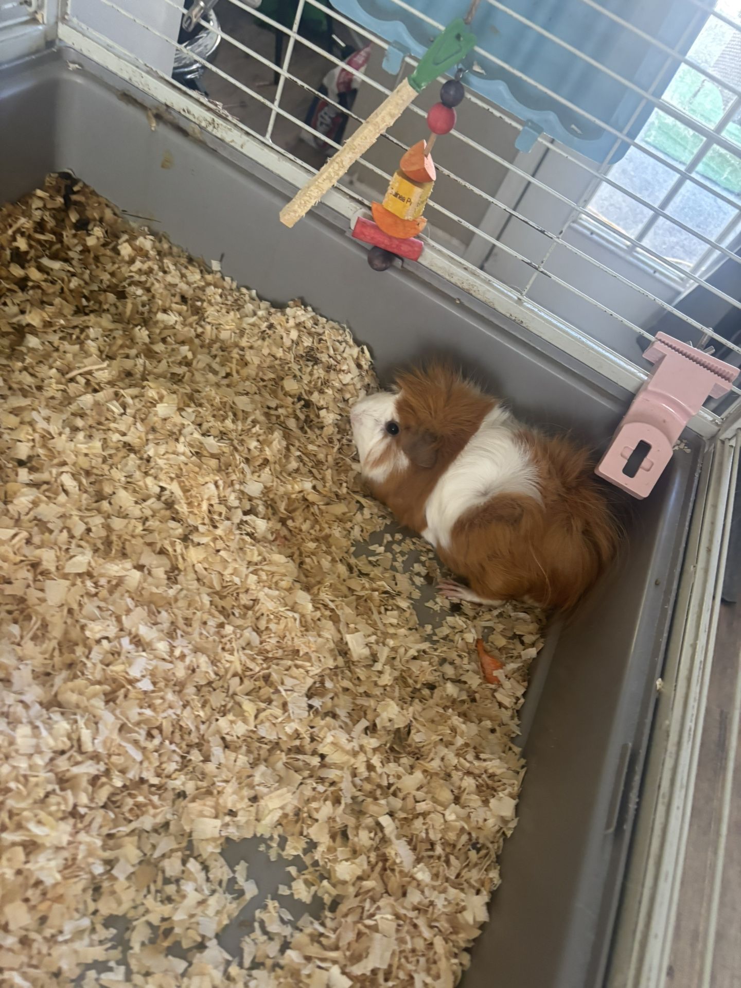 Guinea Pig 