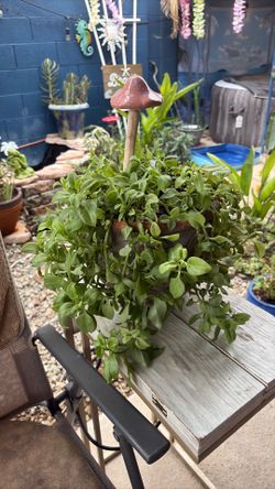 Aptenia cordifolia with heart like leaves and fuchsia flowers all year long