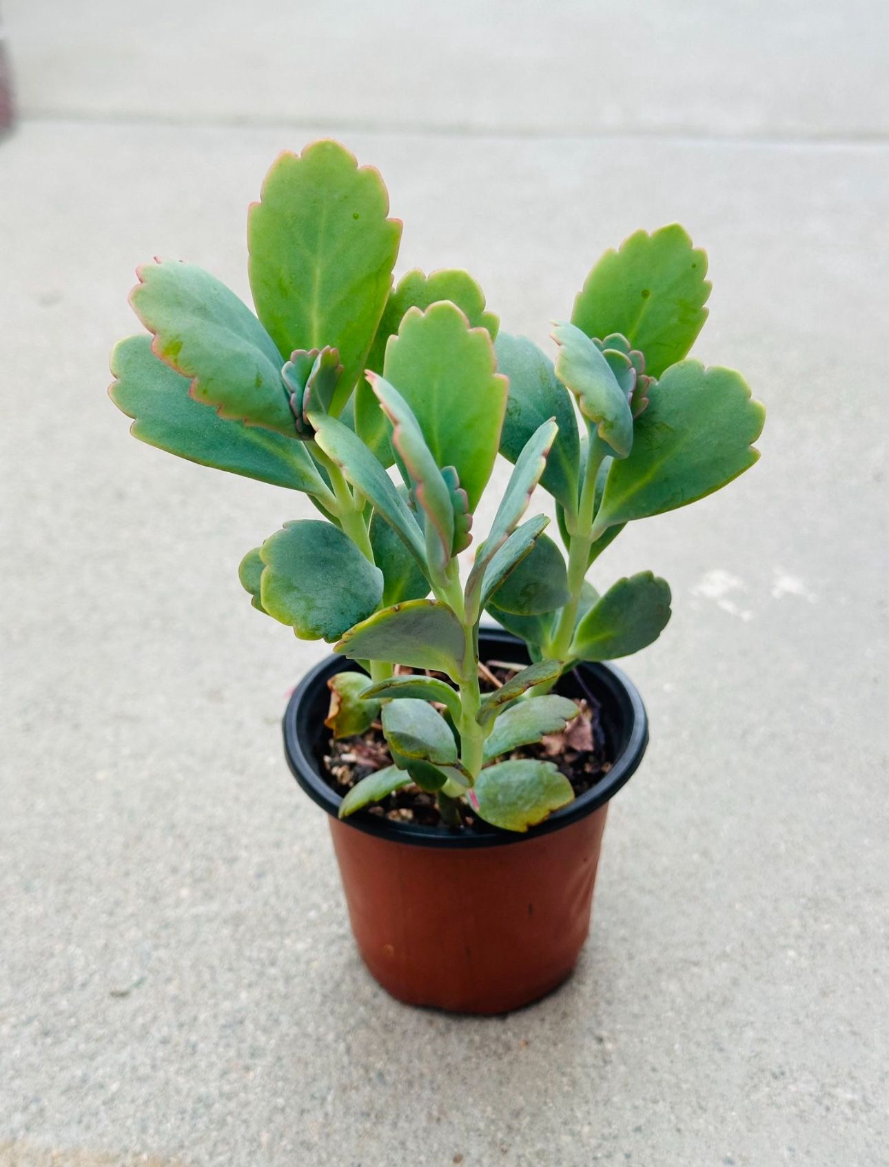 Succulents plants 🪴 