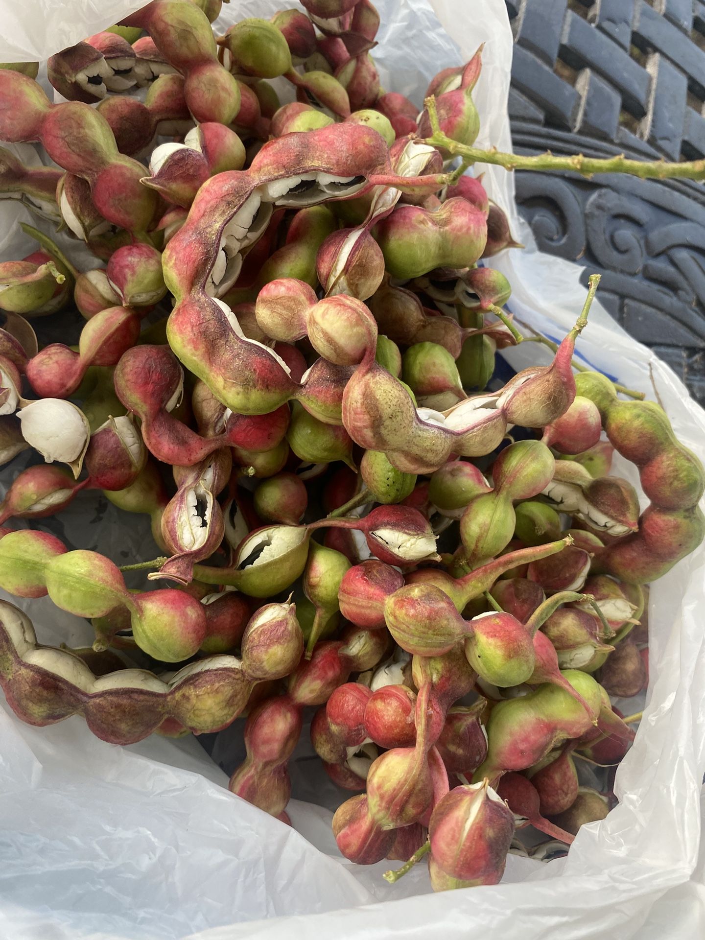 Dulce Guamuchil