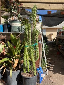 Austrcylindropuntia Subalata (Nedle/Eve)