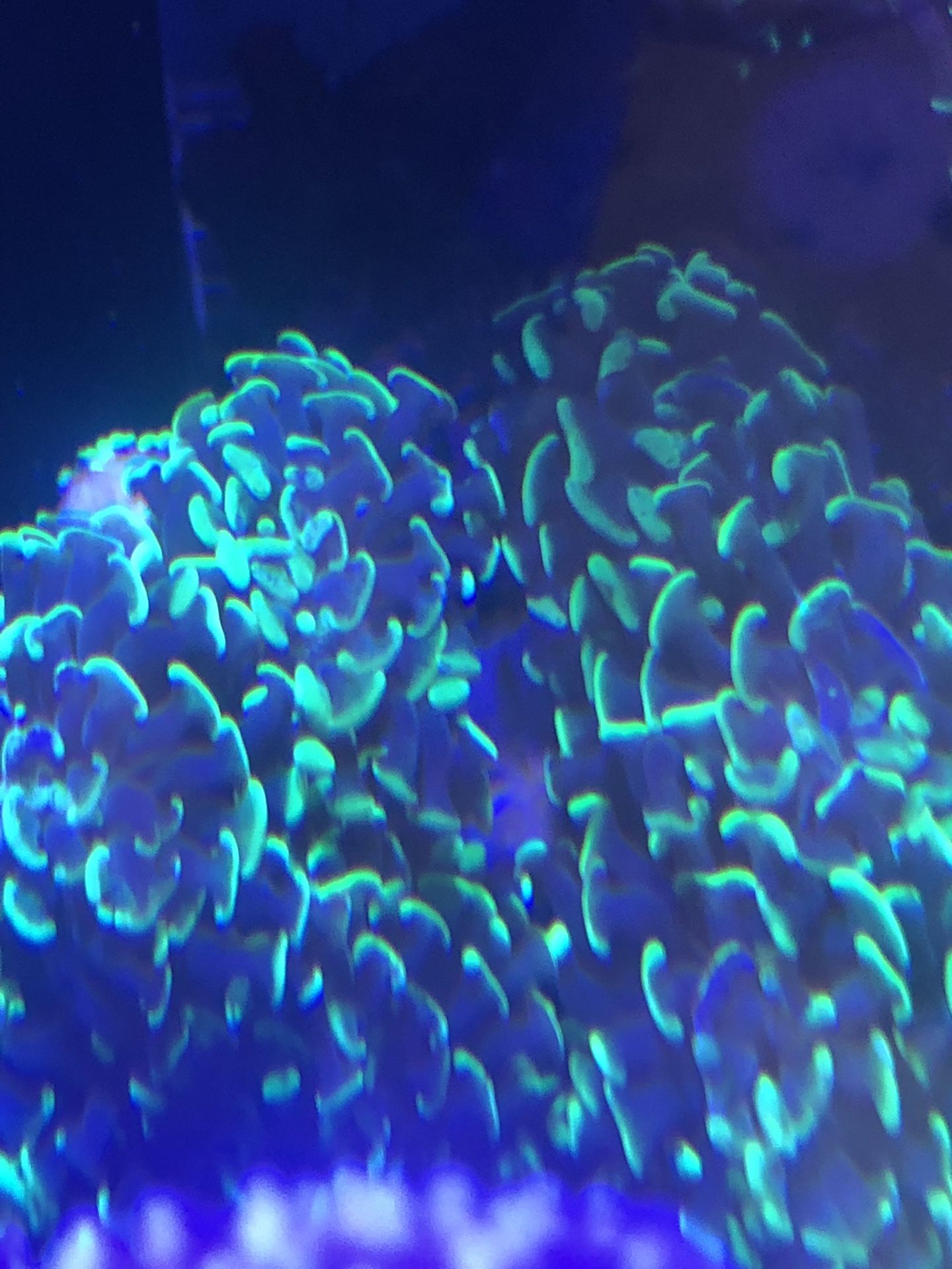 Aussie Splattered Hammer Coral