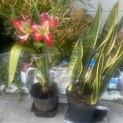 Beautiful Indoor Plants Red Flowers Blooming &8 Snack Plants Each For $40 