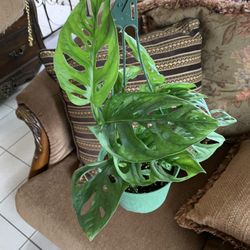 Swiss Cheese Monstera Plant