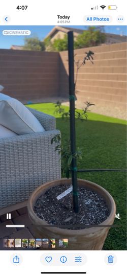 Matching Potted Citrus Tree Pair – Meyer Lemon & Nagami Kumquat