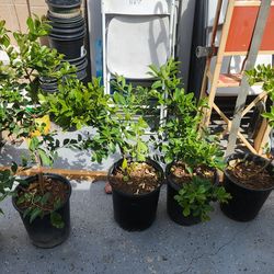 Blooming strawberry guava trees 5 gallon