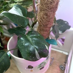 White Wizard Live Plant 