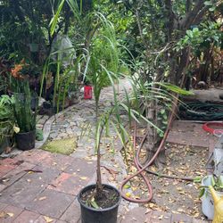 Queen Palm