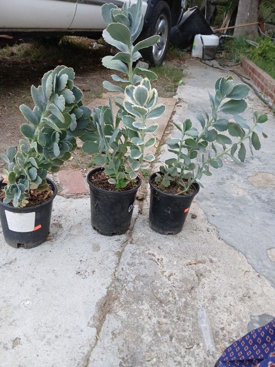 Kalanchoe fedtschenkoi