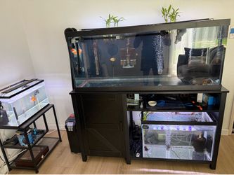 Fish tank lot with fish