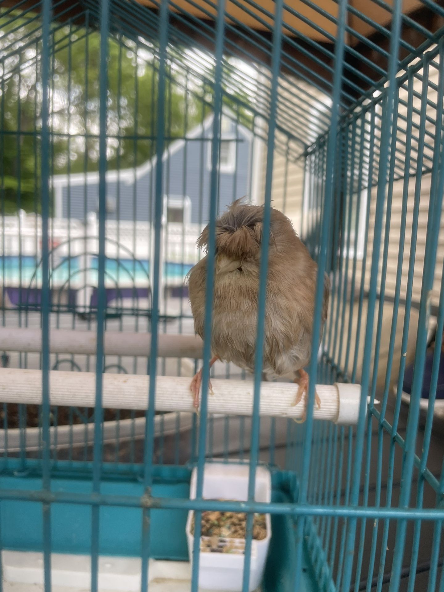 cage birds