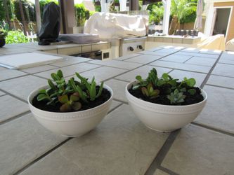 Pair Of White Dot Print Garden Pots With Succulents