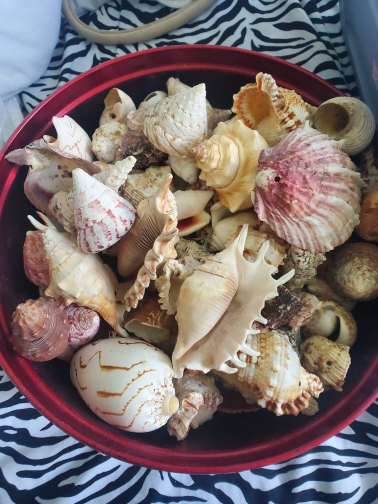 Hundreds Of Beautiful Florida Sea Shells