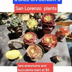 RARE ANEONIUMS AND SUCCULENTS SALE ON SUNDAY