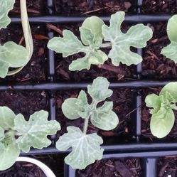 Watermelon Starters $1