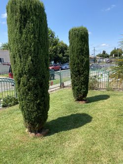 Jardinero .