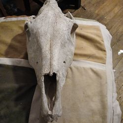 Authentic Horse Skull