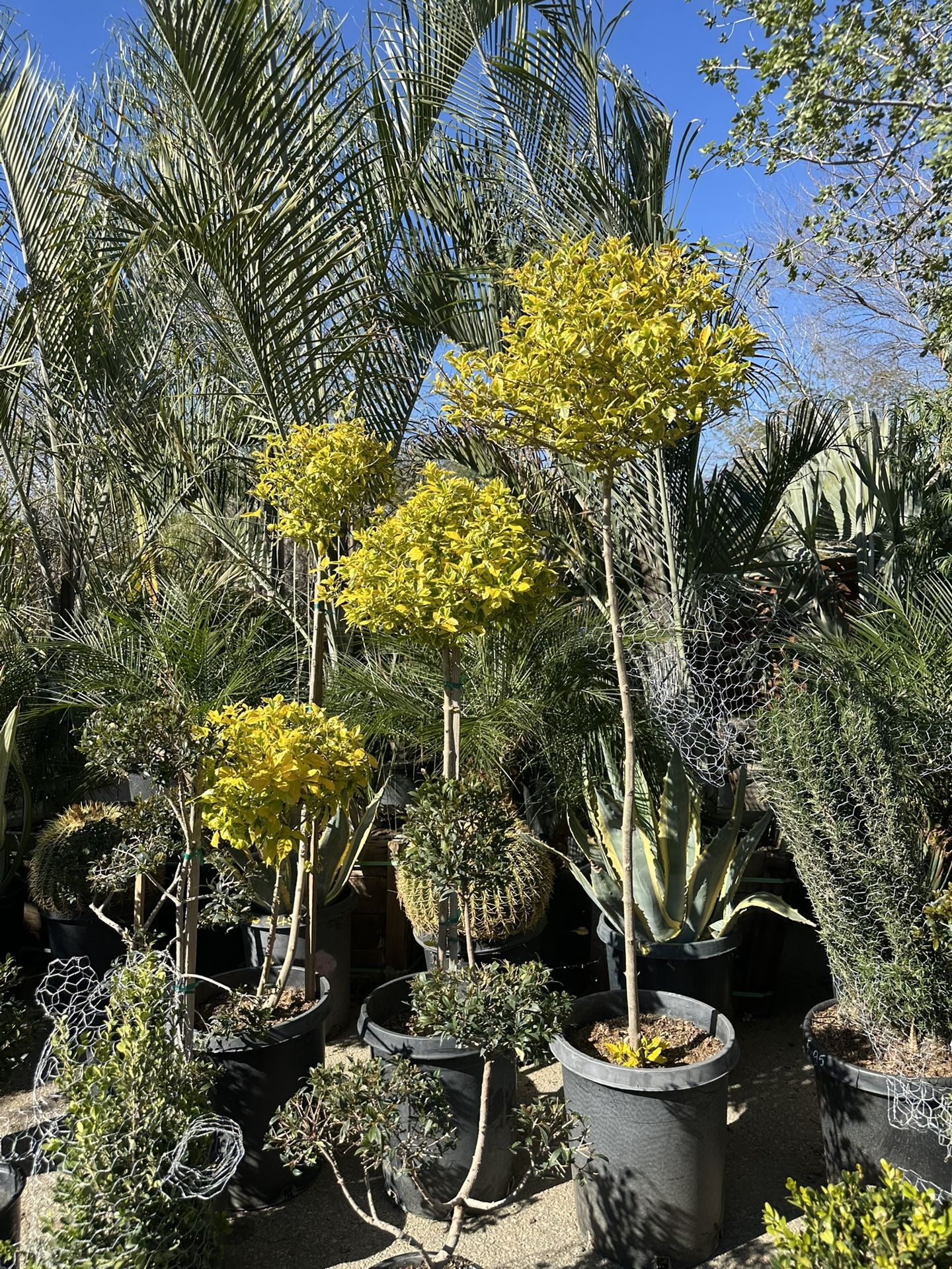 Duranta Topiary Bonsai
