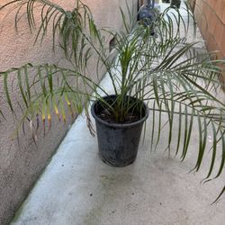 Phoenix Roebelenii Pygmy Date Palm Plant