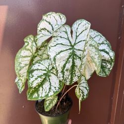 6” caladium 