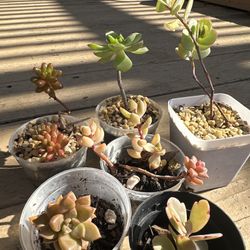 Assorted Succulents 