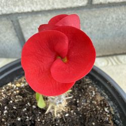 Corona De Cristo Nueva Millonaria