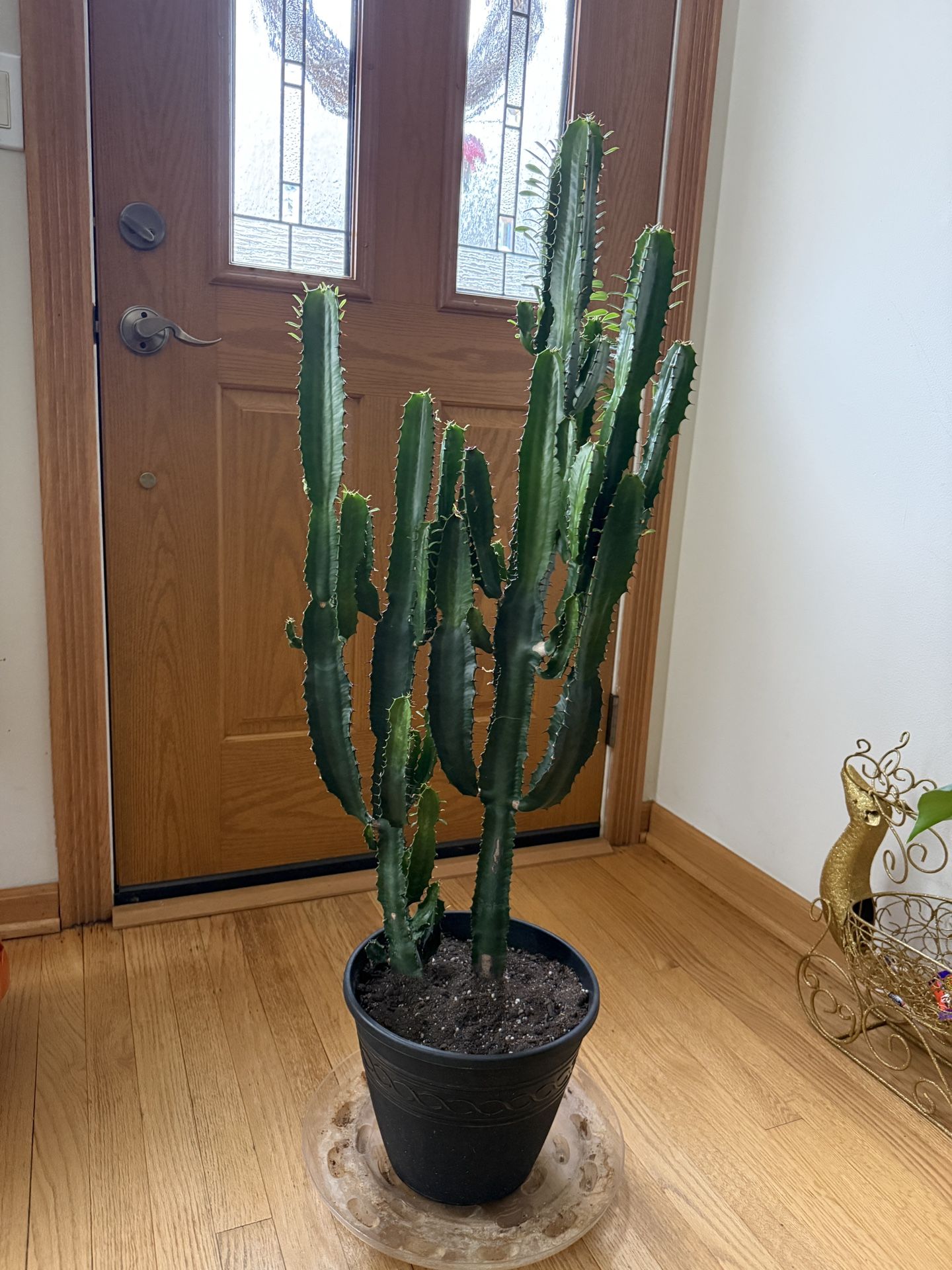 Over 3ft - 2 Cathedrals Cactus 
