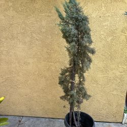 Pine tree