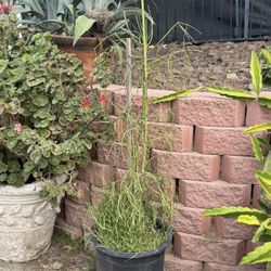 Tall Healthy Pencil Stick Succulent 