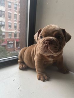 PUPPY CRATES