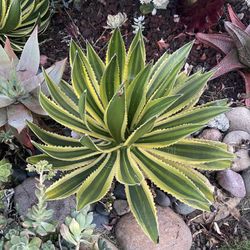 Agave lophantha Quadricolor