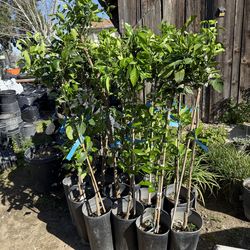 Navel &,Cara Cara Orange Trees $50.00  Each / Árboles De Naranja Navel & Cara