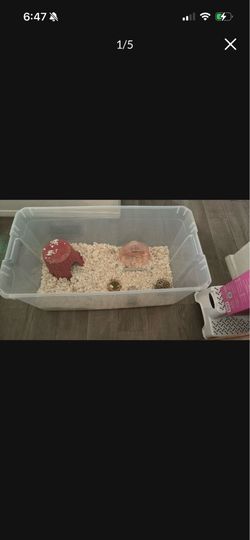 Hamster cage