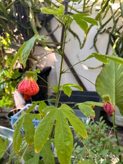 Chinese lantern Plant