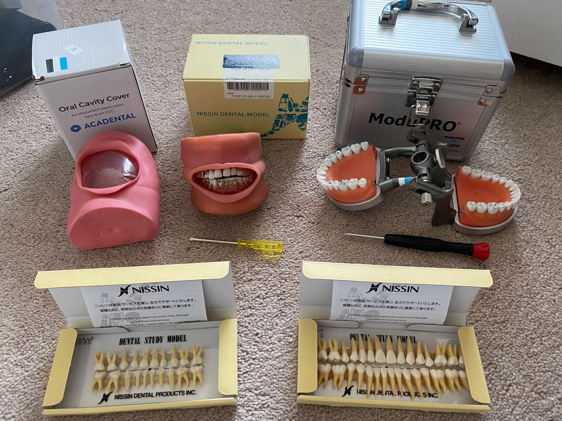 Dental Typodonts & Tooth Models
