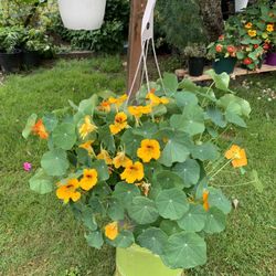 Outdoor Plant