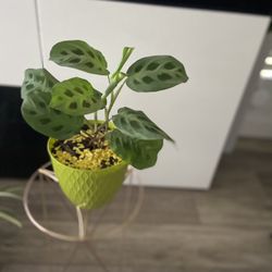 Housplant Rabbit Praying Plant