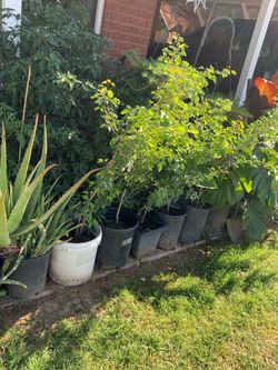 Part five of the many plants to choose from
