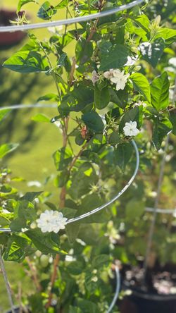 🌿 ARABIAN JASMINE — 5 GALLON | SUPER FRAGRANT & BLOOMING 🌸