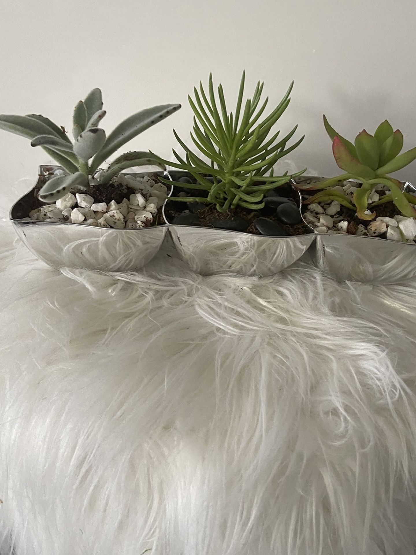 Housplant 3 Succulent Plant
