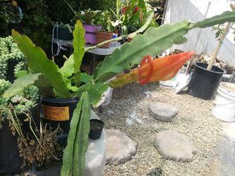 Cactus Orchid (pink)