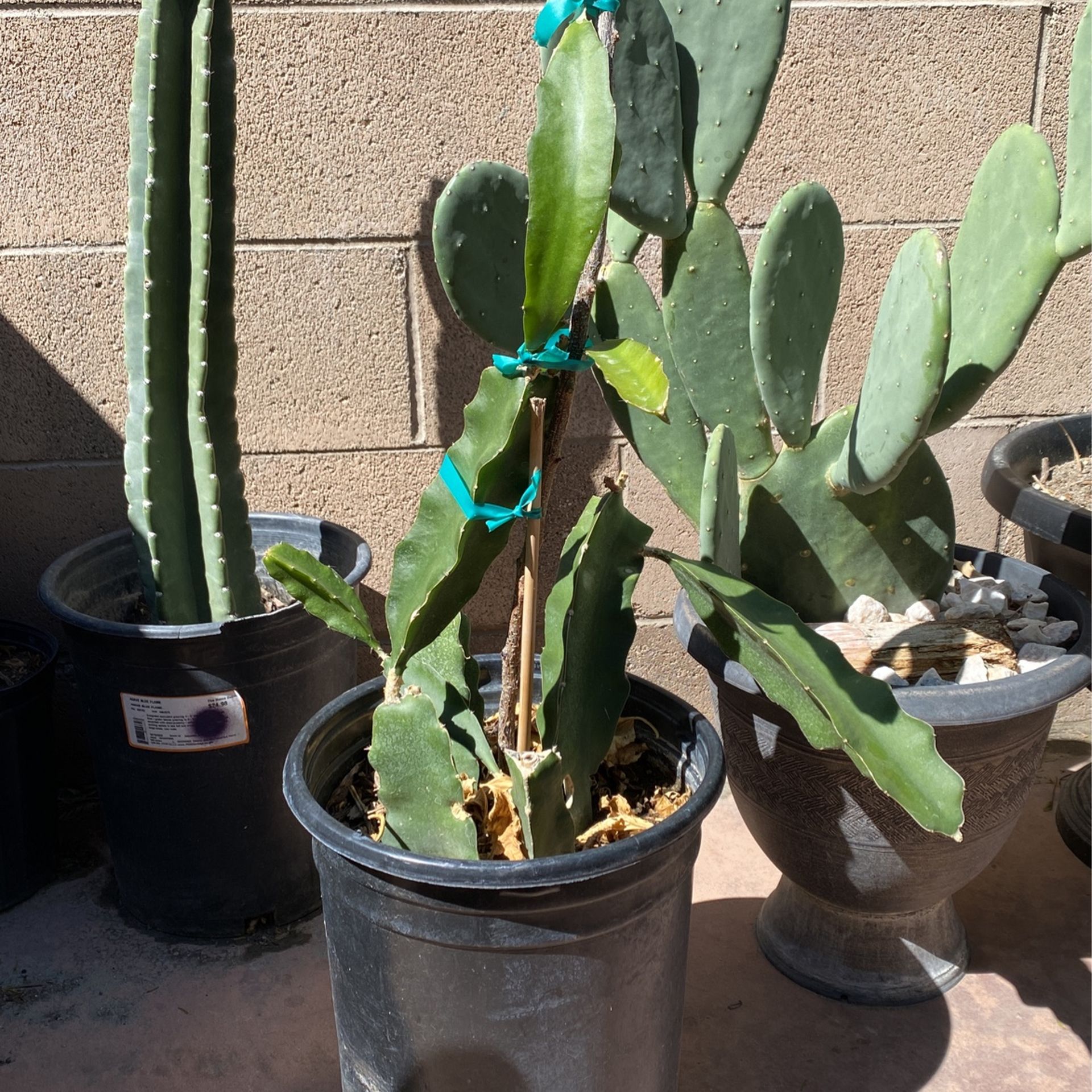 Plants Cactus Succulent 