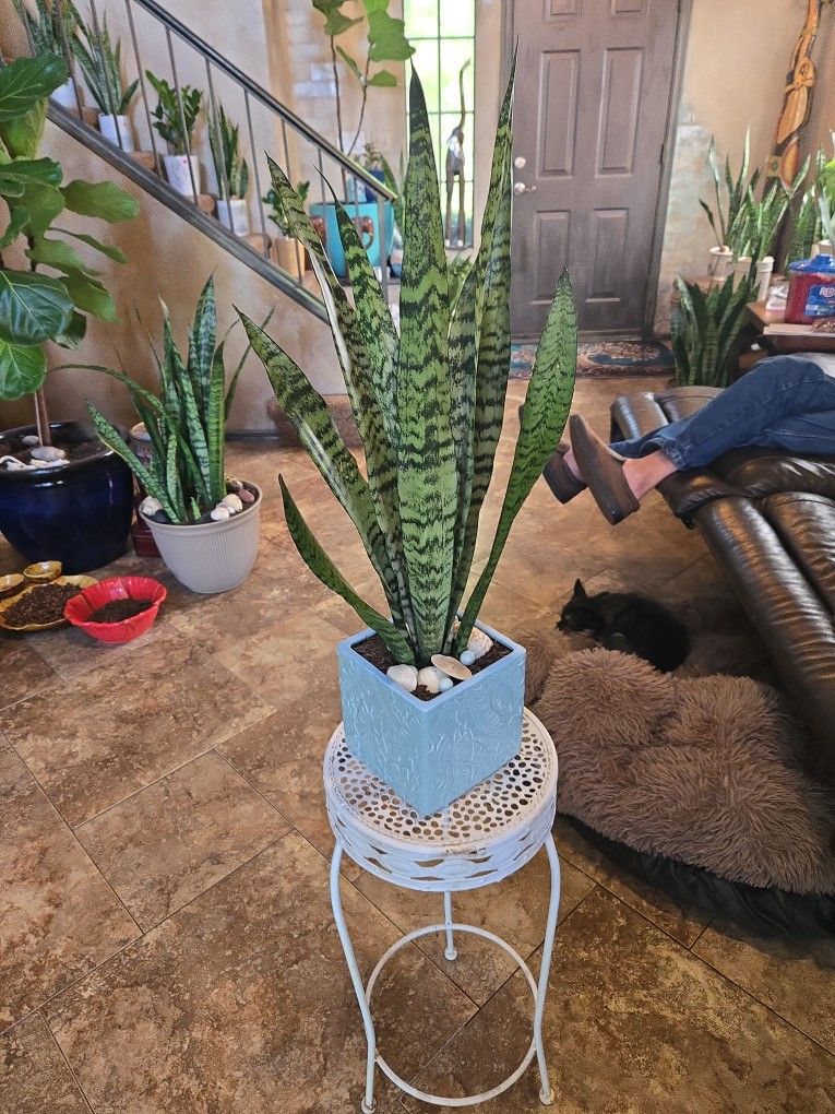 2ft 4in Tall Sansevieria Snake Plant In New Ceramic Pot With Shells