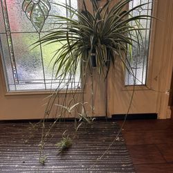 HUGE Spider Plant - Blooming!!
